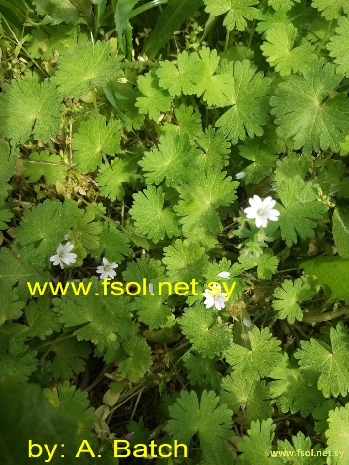 Geranium molle L.